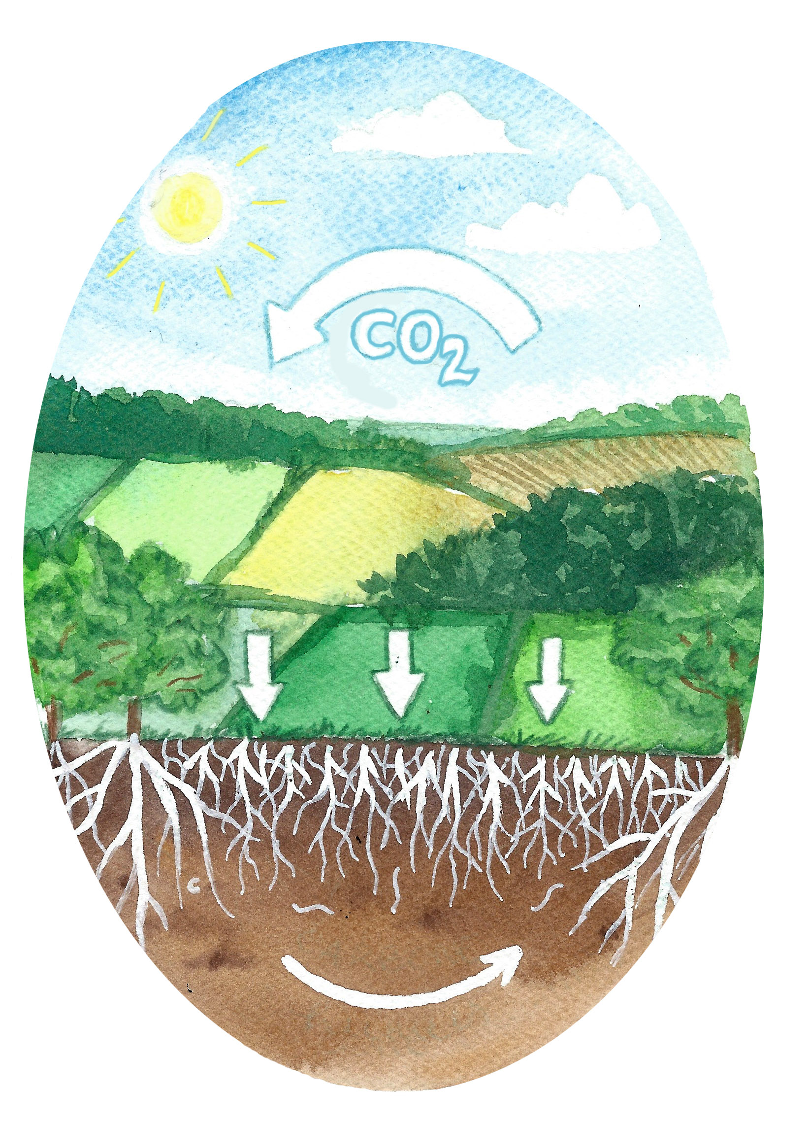 illustration representant le cycle du carbone